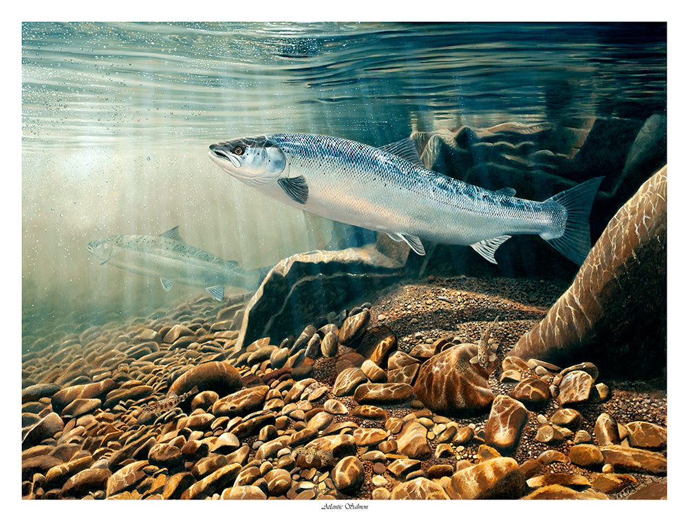 Fly Fishing for Salmon – David Miller Fish & Wildlife Art