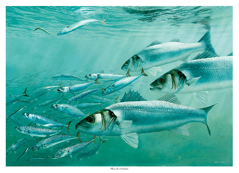 Bass, Mackerel and Sand-eels  David Miller Art – David Miller Fish & Wildlife  Art