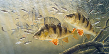 Load image into Gallery viewer, underwater european perch and minnows art print by artist david miller