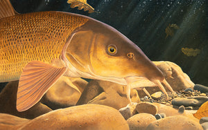 EA Rod Licence underwater Barbel fish art print by artist David Miller. 