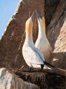 Bird art print from an original painting of two gannets on the nest by wildlife artist David Miller