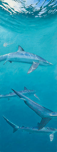 Blue Sharks oil painting by wildlife artist david miller