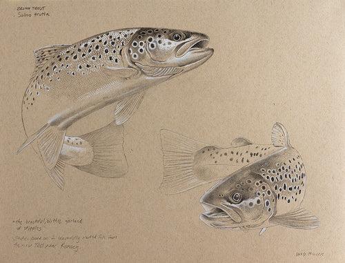 brown trout art print, pencil study by david miller