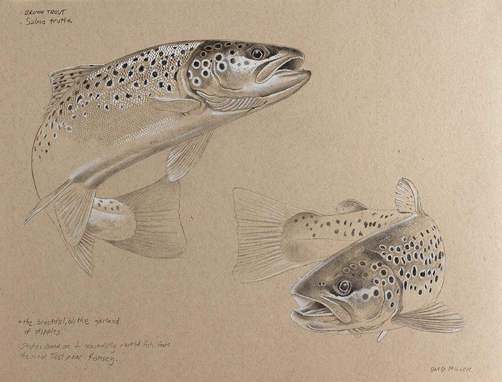 Brown Trout Study