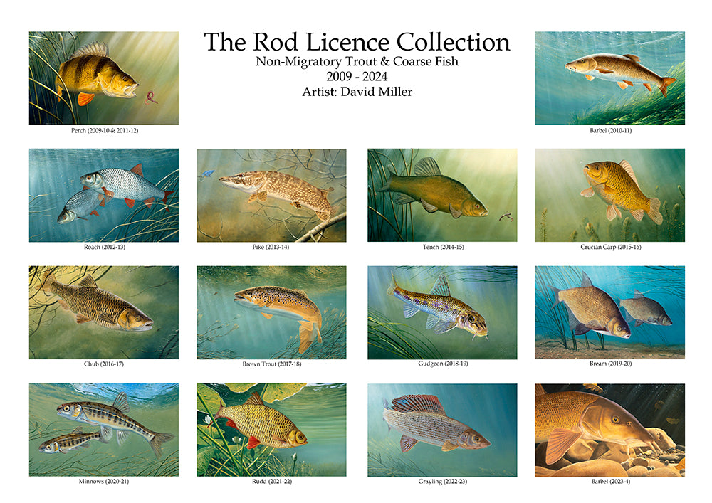 The Rod Licence Collection - Non-Migratory Trout & Coarse Fish from the original paintings by artist David Miller