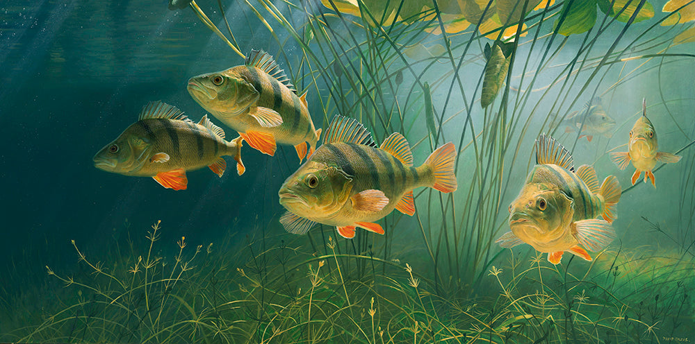 underwater perch fish art print by wildlife artist david miller