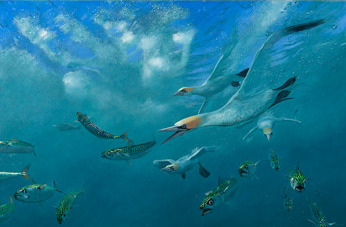 Bird art print of gannets underwater chasing mackerel by wildlife artist David Miller