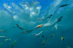 Bird art print of gannets underwater chasing mackerel by wildlife artist David Miller