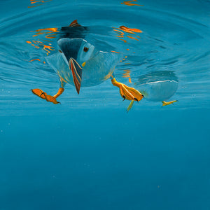 Funky Feet painting of a puffin underwater by artist david miller