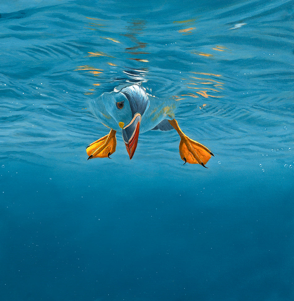 Underwater puffin bird art print by wildlife artist David Miller