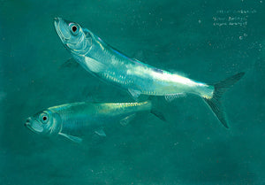 Herring Study II Original Oil