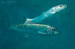 Fish art print of two herring underwater from an original oil painting study by artist David Miller