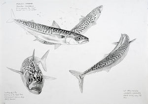 Mackerel Studies Original Drawing