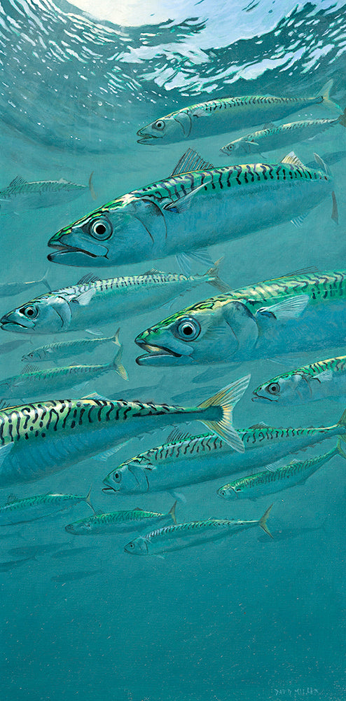 Fish art print of a shoal of sunlit mackerel underwater by artist David Miller