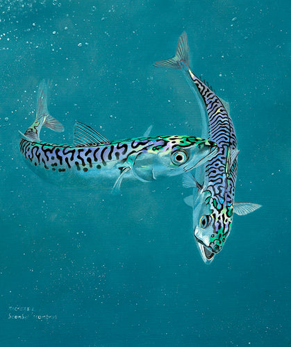 Study of two mackerel underwater from an original fish painting by wildlife artist David Miller