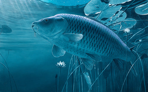 Rod Licence fish art print of a moonlit underwater common carp by artist David Miller