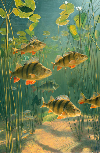 Perch and roach underwater in a lily pool. Fish art print from an original painting by artist David Miller