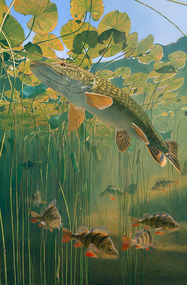 European pike and perch underwater in a sunlit lily pond. Oil painting by fish artist david miller