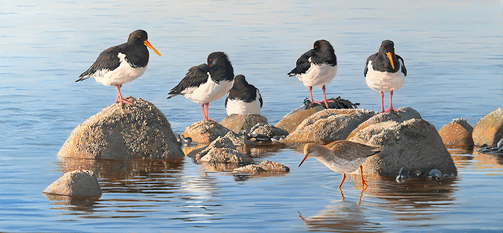 Original oil painting of oystercatchers and redshank roosting on rocks as the tide floods.  Painting by David Miller