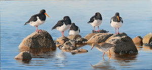 Bird art of Oystercatchers and redshank as the tide turns by wildlife artist David Miller