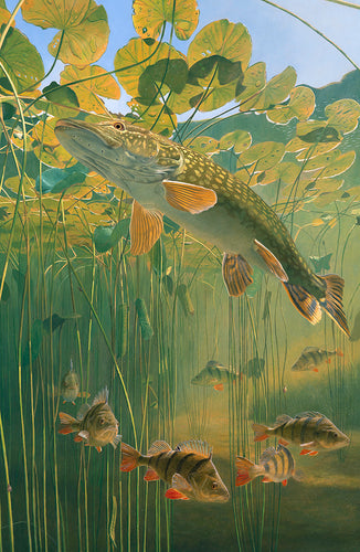 Pike and a perch shoal underwater in a sunlit lily pool. Fish art print from an original oil by artist David Miller