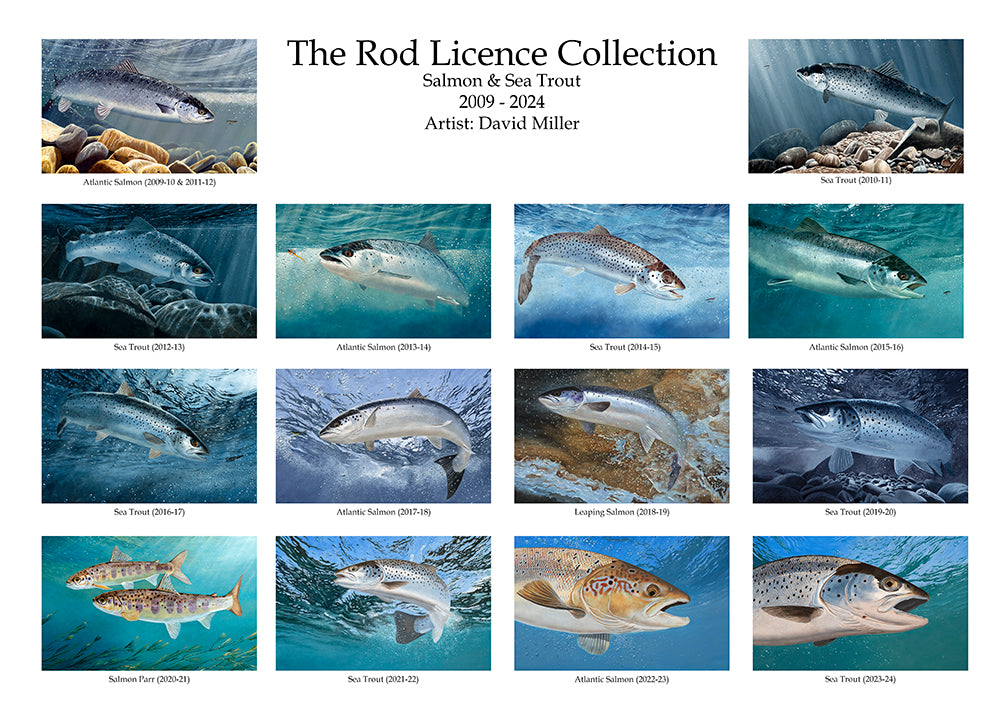 The Rod Licence Collection - Salmon and Sea Trout from the original paintings by artist David Miller