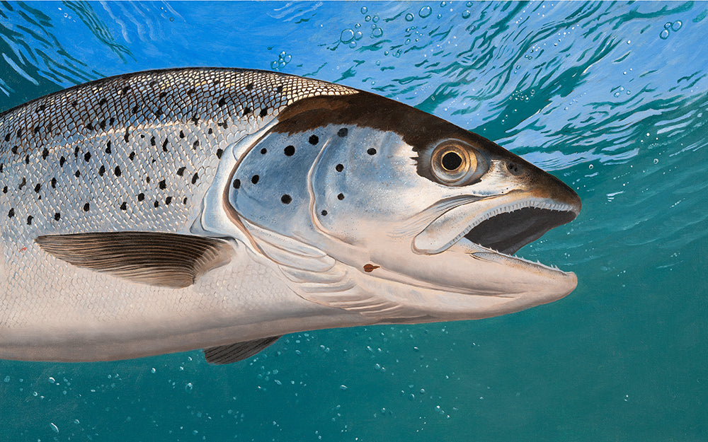 Underwater sea trout fish art print. Rod licence artwork by David Miller. 