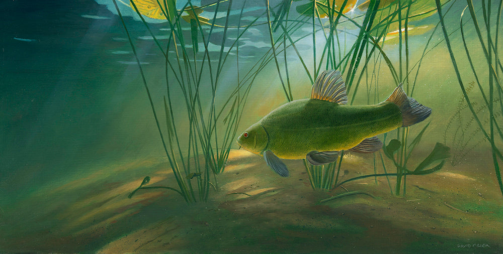 Lily Pool Tench | David Miller Art – David Miller Fish & Wildlife Art