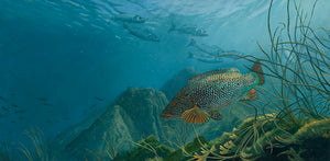 Pembrokeshire Reef, Wrasse, Bass & Pollock Original Oil