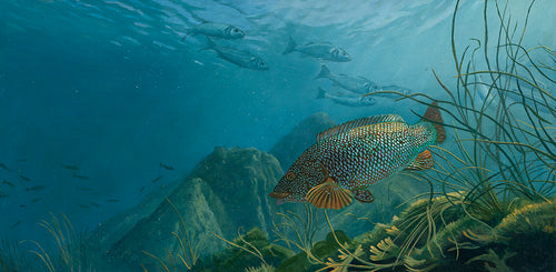 Original oil painting of a ballan wrasse underwater on the reef with a small shoal of bass and pollock in the background. Artist David Miller