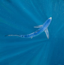 Load image into Gallery viewer, Original study in oils of a blue shark underwater, viewed from above.  By wildlife artist David Miller