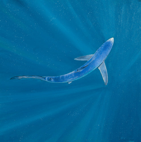 Original study in oils of a blue shark underwater, viewed from above.  By wildlife artist David Miller