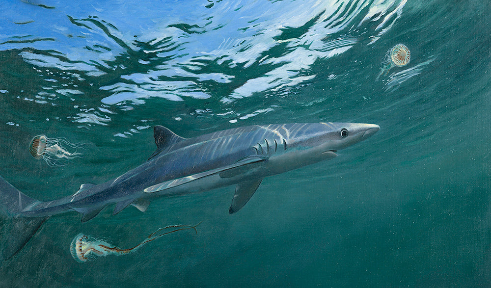 blue shark oil painting by artist david miller