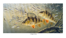 Load image into Gallery viewer, a swagger of perch limited edition fish print by artist david miller.