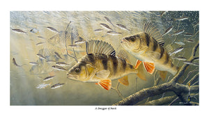 a swagger of perch limited edition fish print by artist david miller.