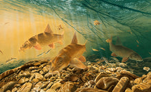 Load image into Gallery viewer, Art print of European barbel underwater by artist david miller