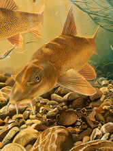 Load image into Gallery viewer, detail from the barbel fish art print autumn gold II by artist David Miller