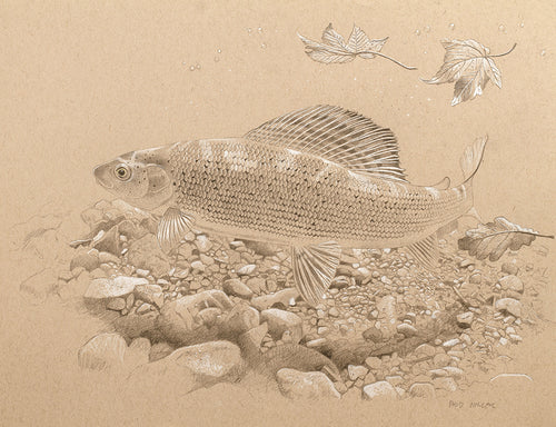 fish art print from a pencil study of grayling underwater by artist david miller