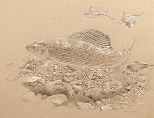 fish art print from a pencil study of grayling underwater by artist david miller