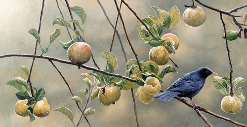 Bird art print of a blackbird perched amongst apples by wildlife artist David Miller