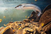 Load image into Gallery viewer, fish art print of an atlantic salmon in an autumn river by artist david miller