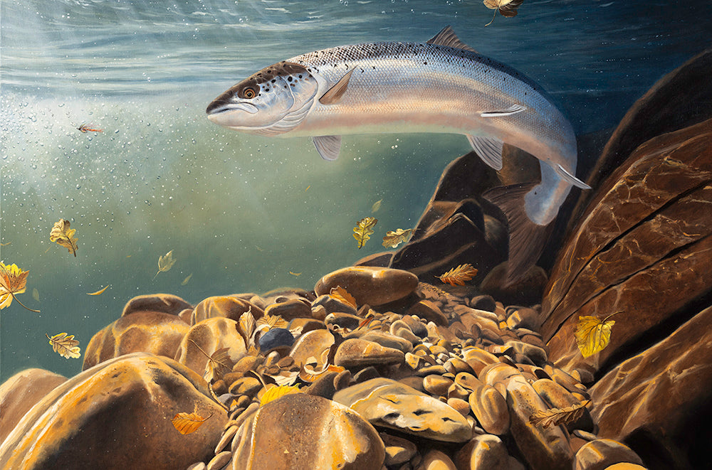 fish art print of an atlantic salmon in an autumn river by artist david miller