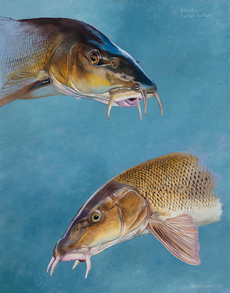 Fish art print . Study of two barbel by wildlife artist david miller