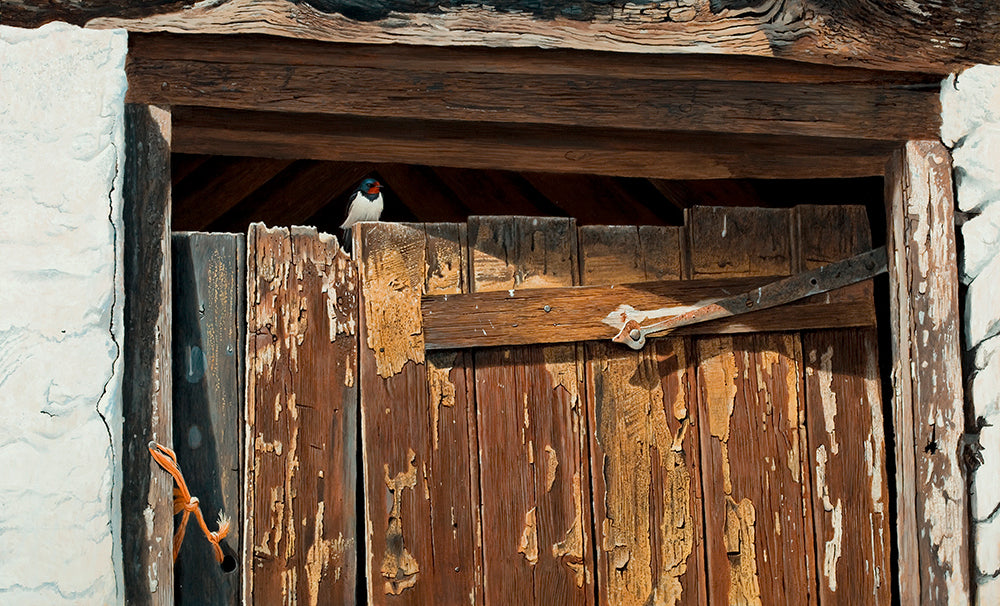 Bird art print of a barn swallow sat on a peeling wooden door by wildlife artist David Miller