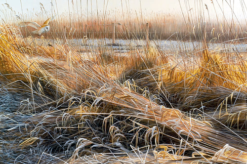 Bird art print of a barn owl hunting above  a marshy reed bed. from an original oil painting by wildlife artist David Miller