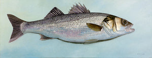 Portrait of a european bass, fish art print by david miller