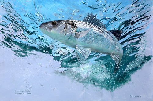 Fish art european bass underwater from an original oil painting by david miller