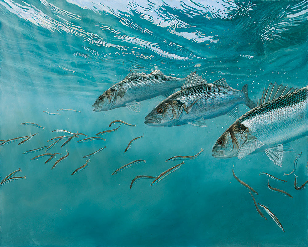 European bass hunting sand eels underwater fish art print by artist david miller