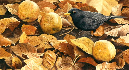 Blackbird and windfalls open edition bird art print by wildlife artist david miller