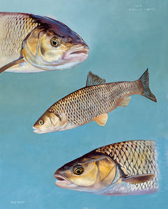 Fish art print of chubby wildlife artist David Miller. 